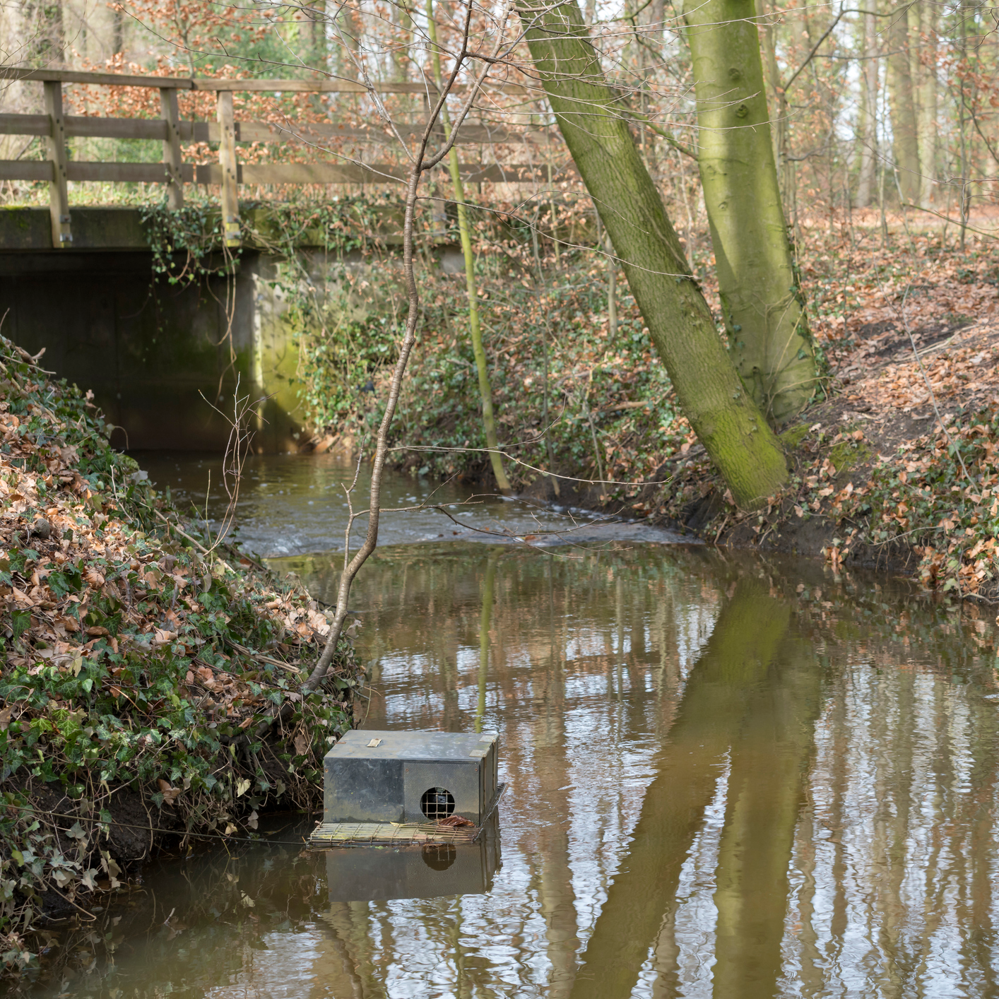 Pest Control Services