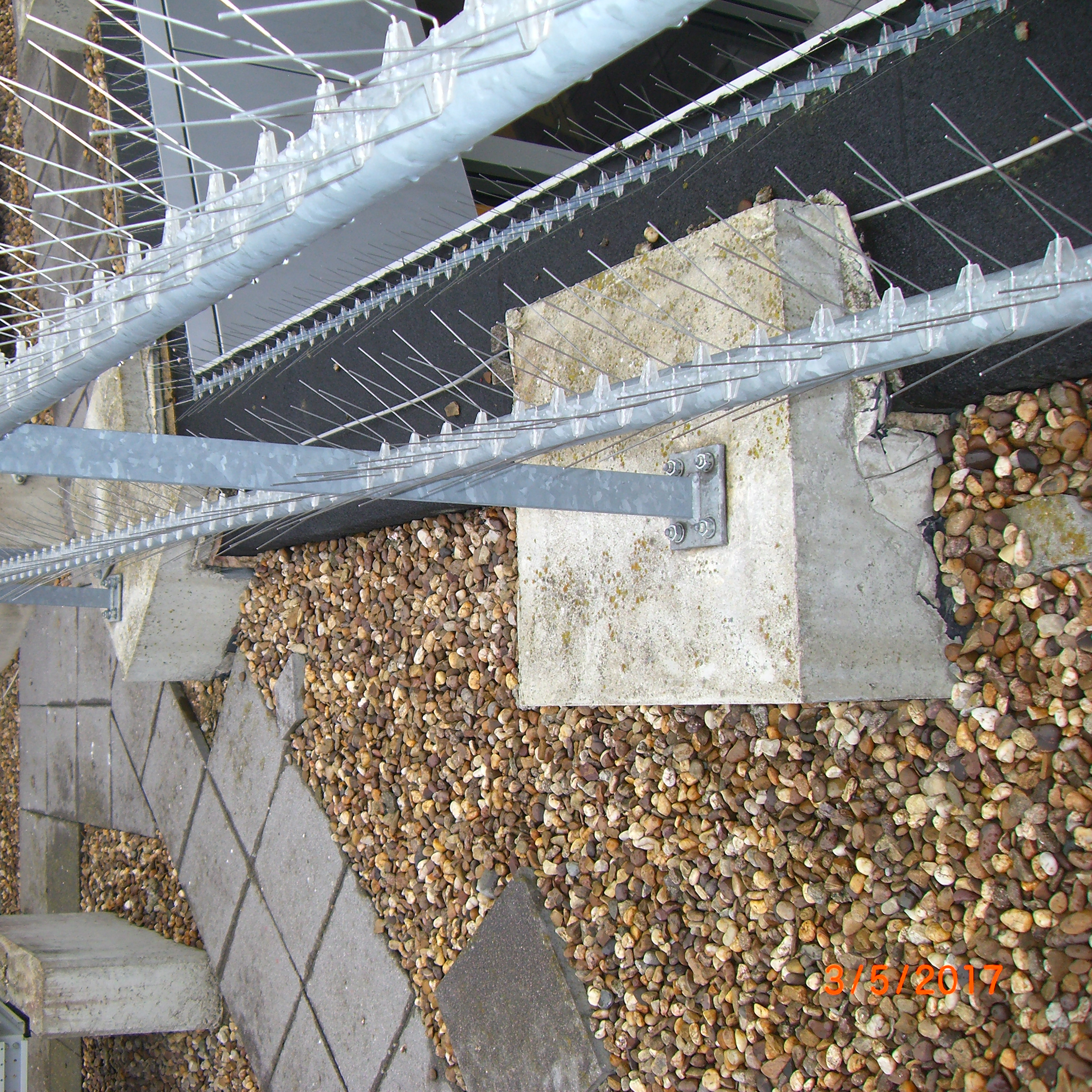 Pigeon Control Services