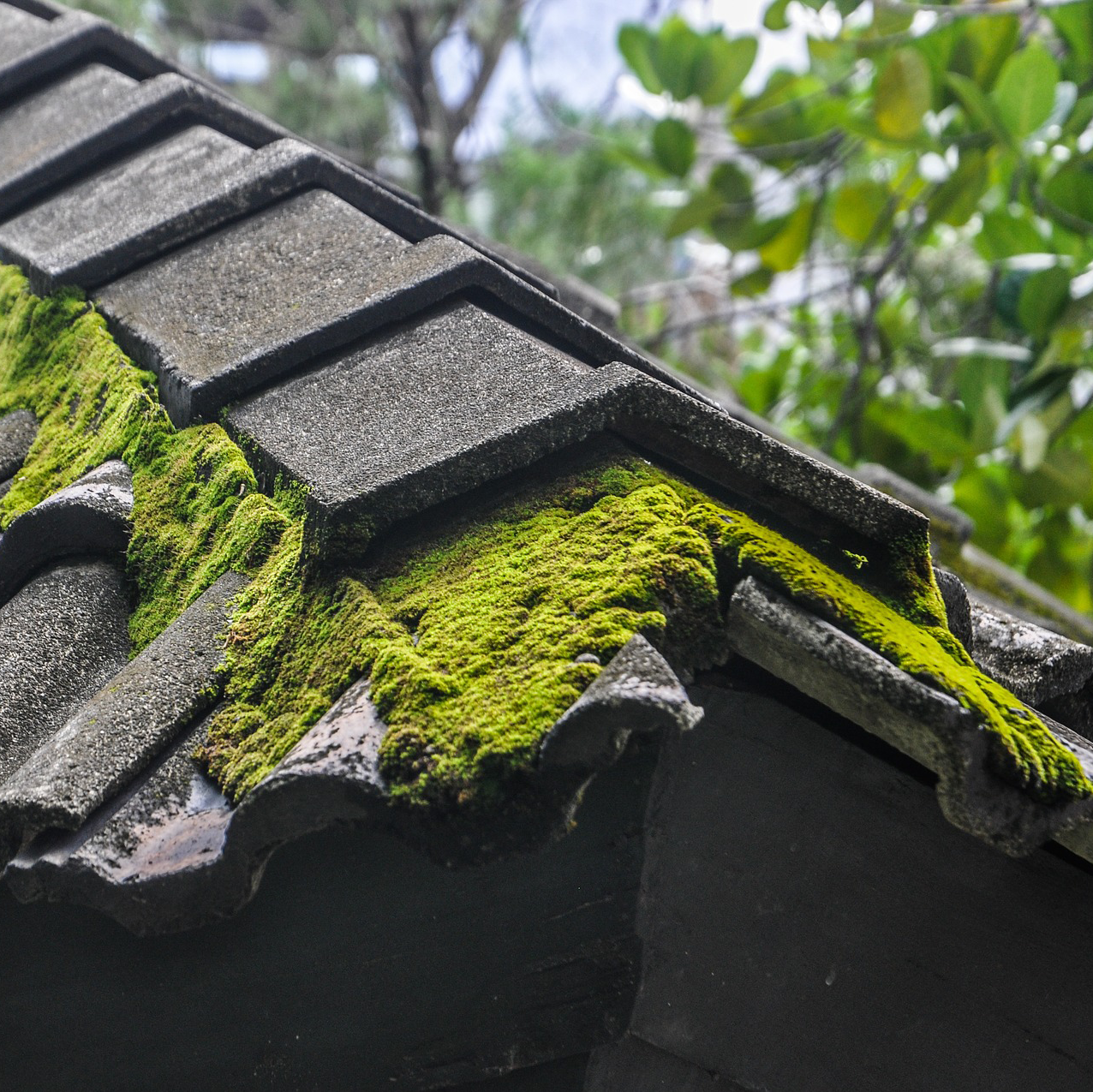 Roof Cleaning Services