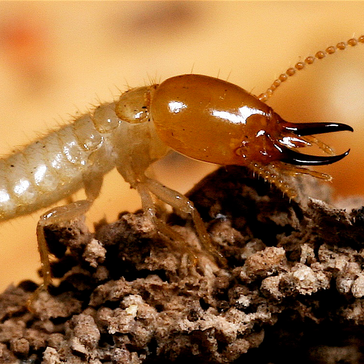 Termite Diagnosis Services